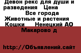 Девон рекс для души и разведения › Цена ­ 20 000 - Все города Животные и растения » Кошки   . Ненецкий АО,Макарово д.